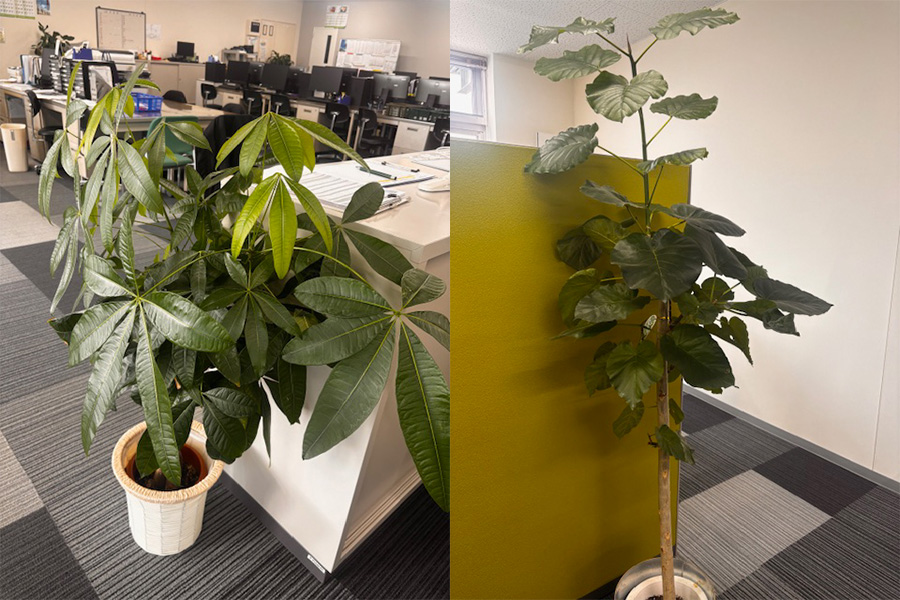 フレッシュ青果リクルートブログ｜熊本営業所